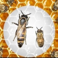 Identifiera en drottning