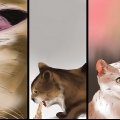 Behandla ett bistick på en katt