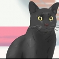 Identifiera en bombay cat