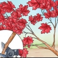 Att göra ett bonsaiträd av japansk lönn