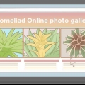 Ta hand om en bromeliad