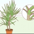 Att ta hand om en dracaena