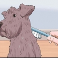 Trimma en dvärgschnauzer