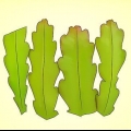 Odla en epiphyllum cactus