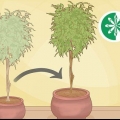 Plantera om ett ficusträd