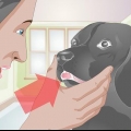 Behandla en trasig tand hos en hund