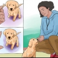 Att träna en golden retrievervalp