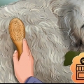 Trimma en goldendoodle