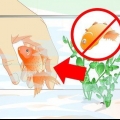 Återuppliva en guldfisk