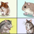 Att välja en hamster