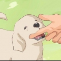Hur man avtränar en hund att bita