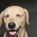 Hur man hindrar en hund från att hoppa upp på människor