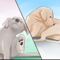 Kontrollerar en hund för ringorm
