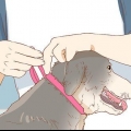 Stoppa en hund från att slicka ett sår
