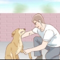 Hjälper en hund att återhämta sig från ett brutet ben