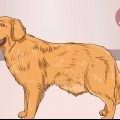 Hjälper en hund att rensa en blockering i tarmen