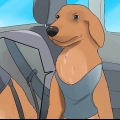 Att lugna en hund som är nervös i bilen