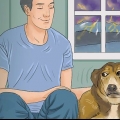 Lugna en hund under ett åskväder