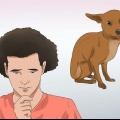 Lägg ner en hund