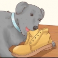 Hur man får en hund att sluta äta jord