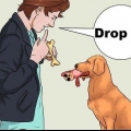 Att lära en hund att hämta