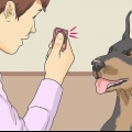 Att lära en hund att le