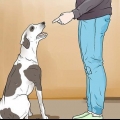 Att straffa en hund