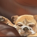 Att träna en hund