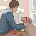 Gå ut med en hund