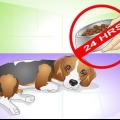 Hur man botar en hund från magvärk