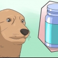 Bedöva en hund på ett säkert sätt