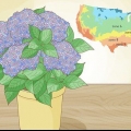 Plantera en hortensia