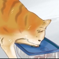 Att söva en hyperaktiv kattunge