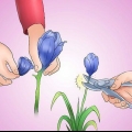 Leder en iris