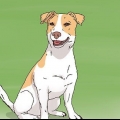 Att välja en jack russell valp
