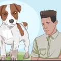 Att hålla en jack russell terrier lycklig