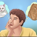 Adoptera en katt