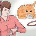 Sätt ett halsband på en katt