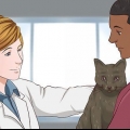 Att ge en katt lugnande medel