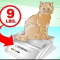 Få en katt att komma