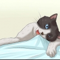 Hur man får en katt att sluta tugga