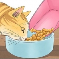 Få en katt att sluta jama
