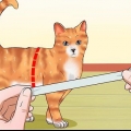 Att lära en katt att gå i koppel