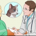 Medicinera en katt