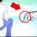 Behandla en katt med en bruten svans