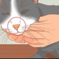 Behandla en katt med täppt näsa