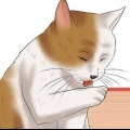 Kollar en katt för loppor