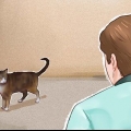 Tämja en katt