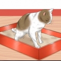 Att ge en katt ett lavemang hemma
