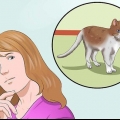 Träna en katt att vara säker ute och vara en bra muser